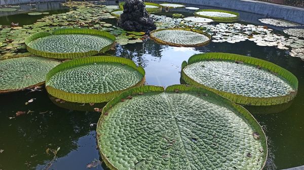 Alter botanischer Garten voller Geschichte