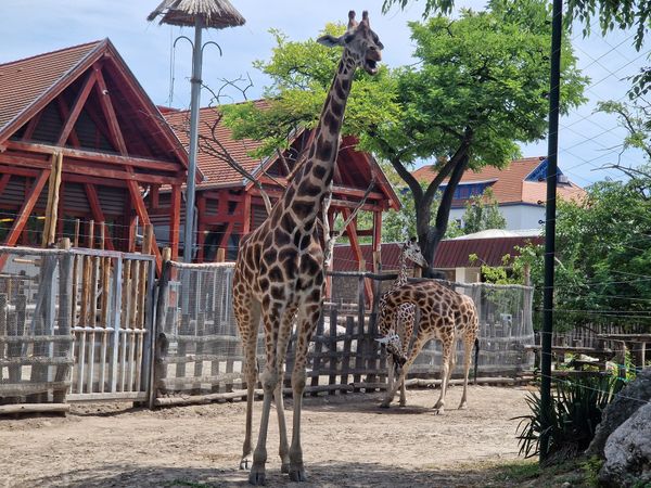 Tierische Begegnungen für Groß & Klein