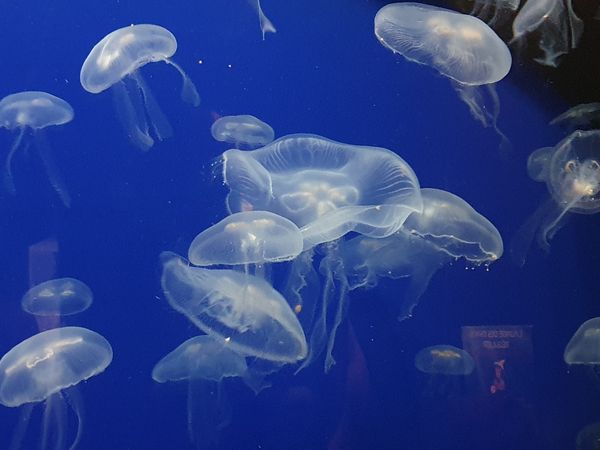 Unterwasserwelt für die ganze Familie