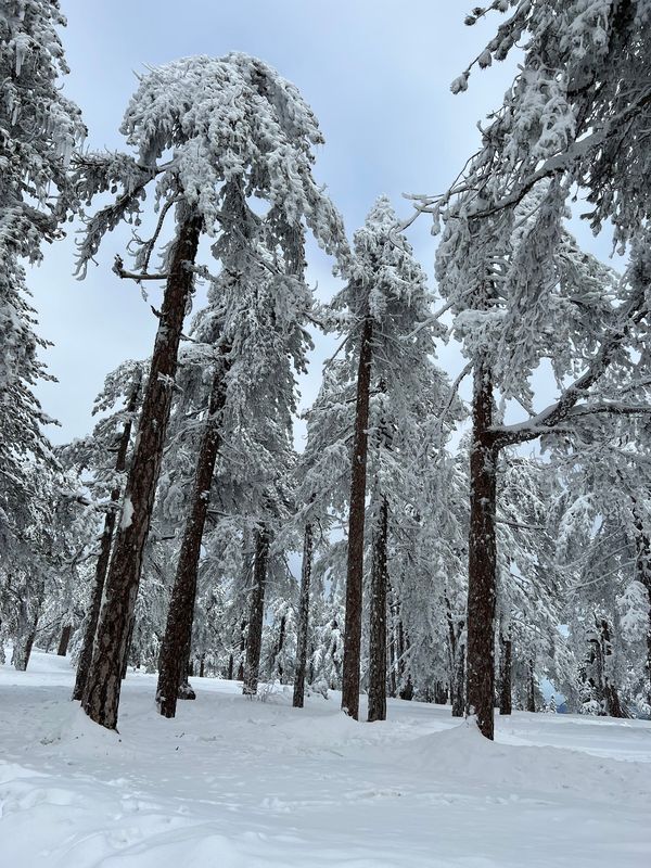 Wandern und Natur pur in Zyperns Gebirge