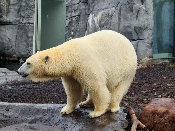 Faszinierende Tierwelt inmitten der Stadt