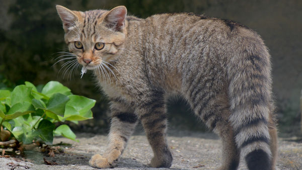 Wildtiere und Spielplatzspaß