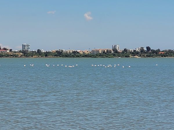 Flamingos am Salzsee