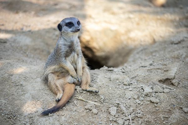 Tierische Begegnungen