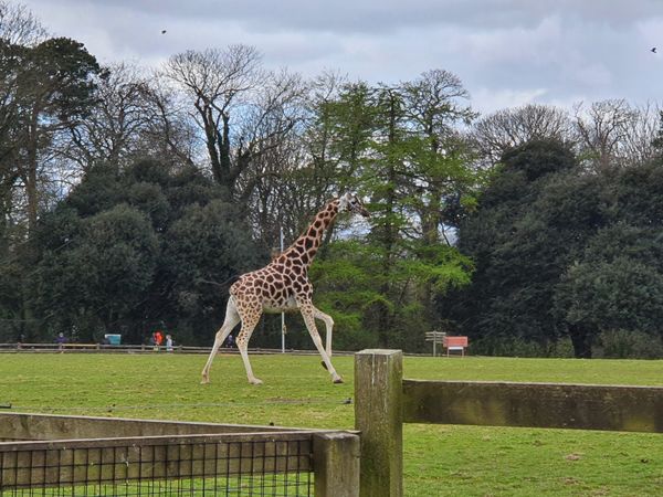 Tiere aus nächster Nähe in freier Wildbahn