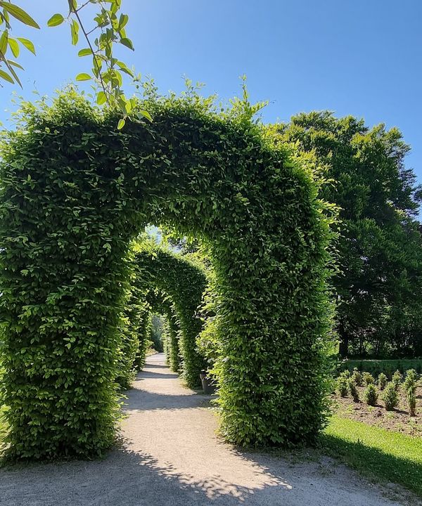 Blütenpracht im urbanen Raum