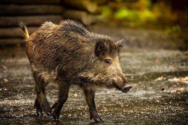 Naturerlebnis mit heimischen Wildtieren