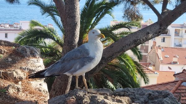 Historisches Cannes hautnah