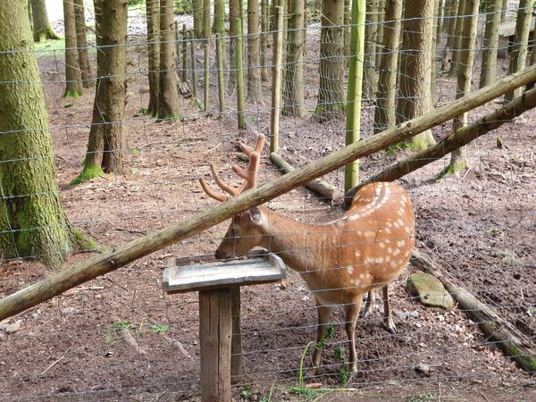 Begegnung mit Wildtieren in freier Natur