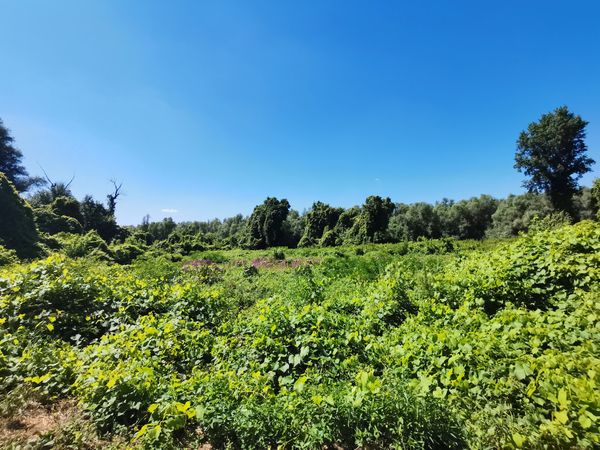 Unberührte Natur mitten in der Donau