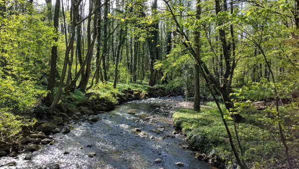 Historische Wälder mit geologischen Wundern