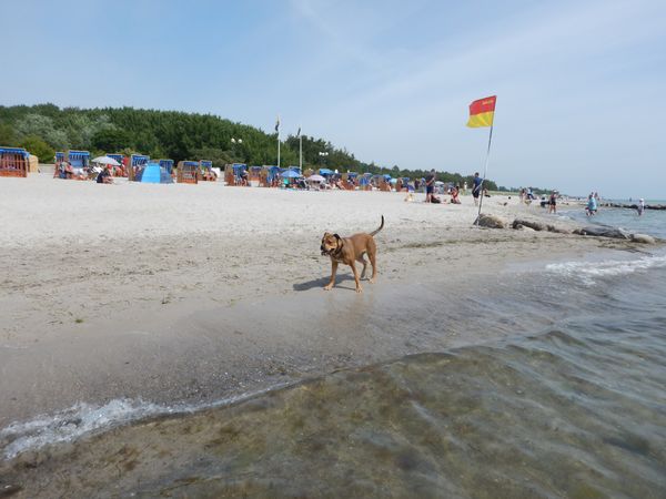 Spaß und Entspannung für Vierbeiner
