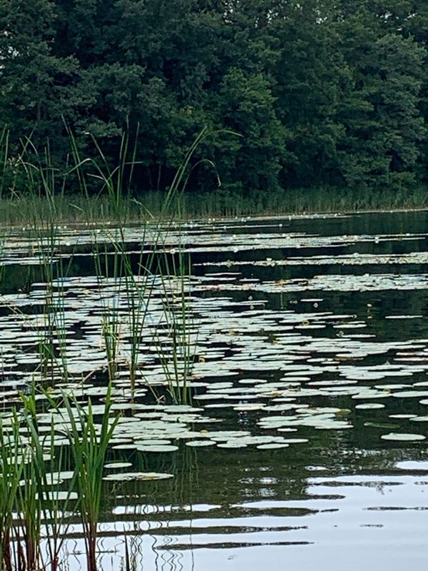 Badefreuden am tiefsten See