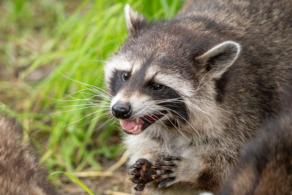 Tiere & Natur für die Familie