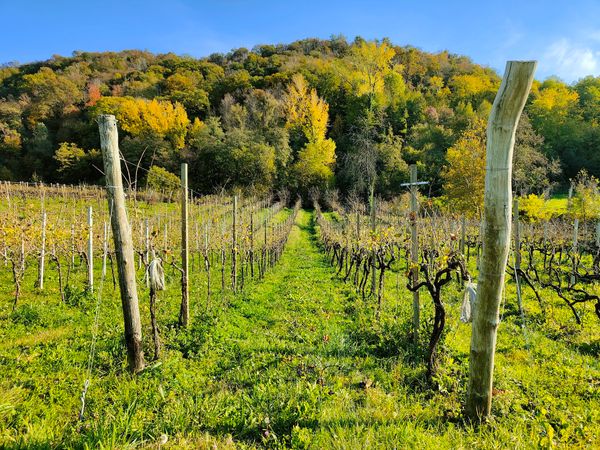 Weinprobe in den Prosecco Hügeln