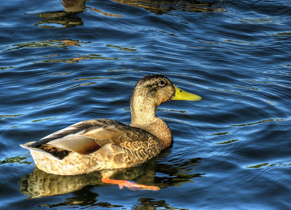 Idylle am Wasser