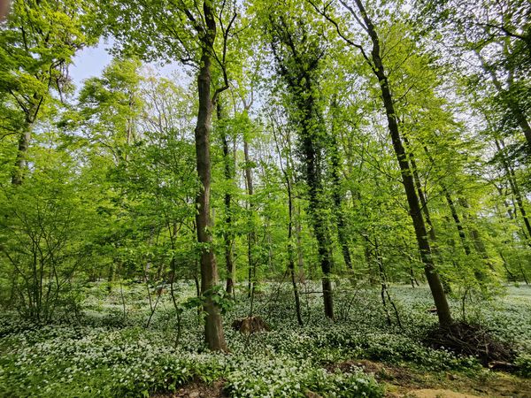 Wanderabenteuer im Hausgebirge der Hannoveraner