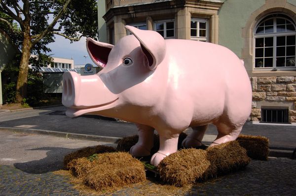 Kurioses rund ums Schwein