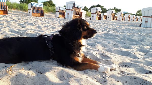 Spaß und Spiele am Hundestrand
