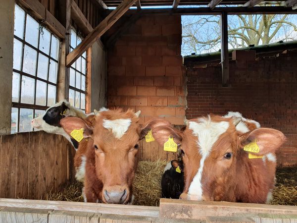 Bio-Kaffee und Hofprodukte in Einem