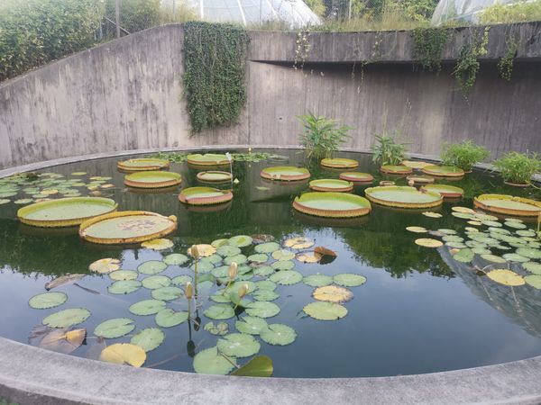 Entdecke Pflanzen im Botanischen Garten