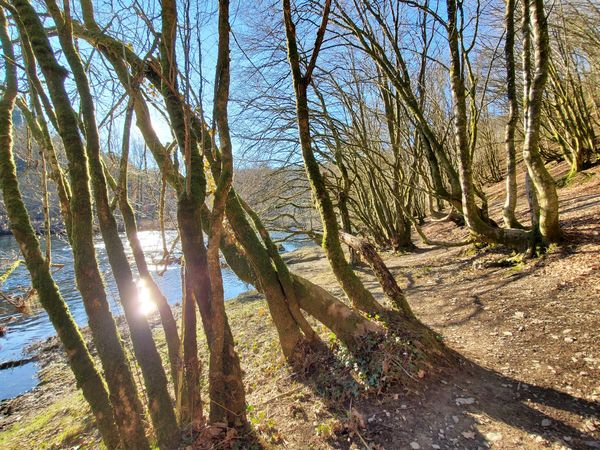 Natur pur auf dem Wanderweg