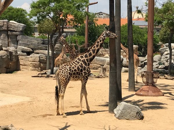 Tierische Abenteuer im Herzen Barcelonas