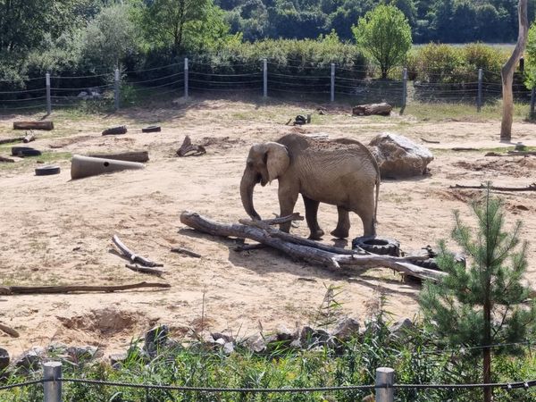 Tierische Abenteuer für die Familie