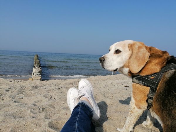 Freizeitspaß für Hunde und Halter