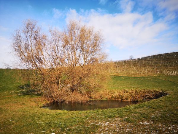 Wandern zwischen Weinbergen