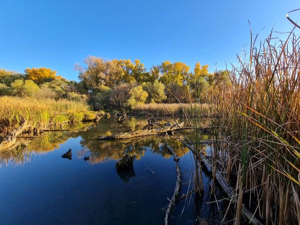 Natur pur am Tisza-Ufer