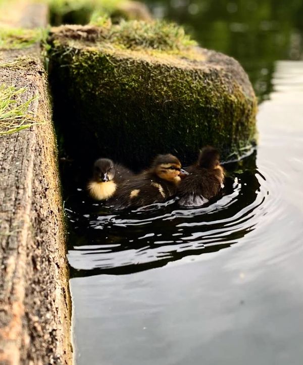 Entspannen am malerischen Krähenteich