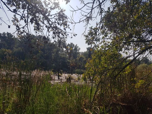 Natur pur am Tisza-Ufer