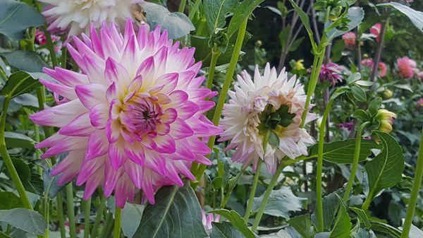 Farbenpracht im versteckten Garten