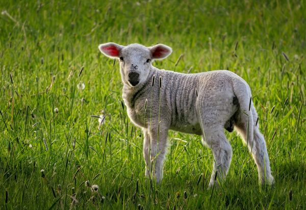 Tierische Vielfalt aus der Vogelperspektive