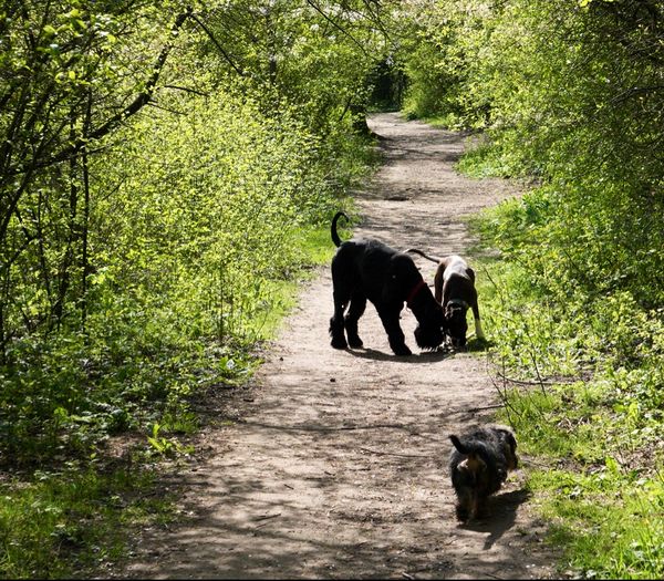 Natur pur für Mensch & Hund