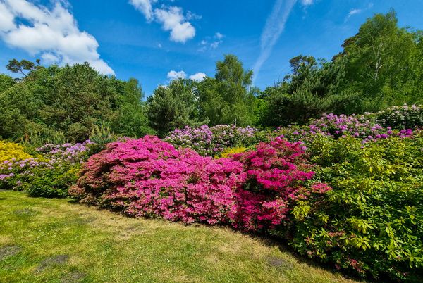 Farbenpracht im Rhododendron-Park
