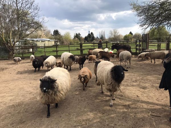 Tiere hautnah auf dem Gnadenhof