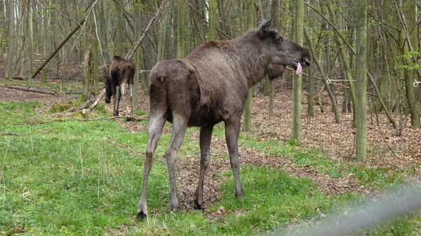 Heimische Tiere hautnah erleben