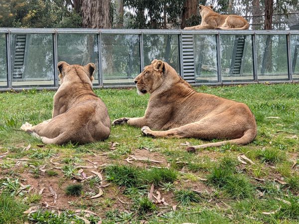 Wildtiere hautnah erleben