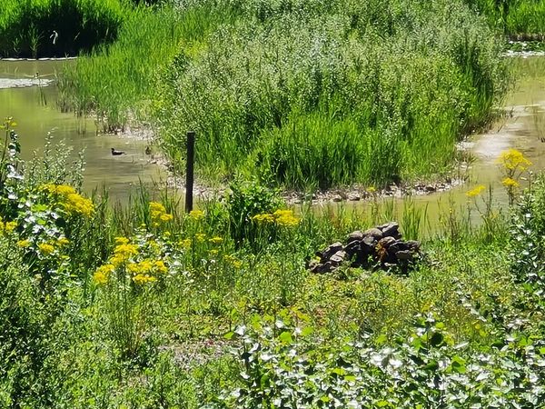 Grüne Oase für Familien und Jogger