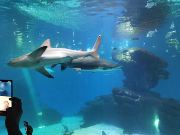 Eintauchen in die faszinierende Unterwasserwelt