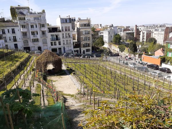 Weinberg mitten in Paris