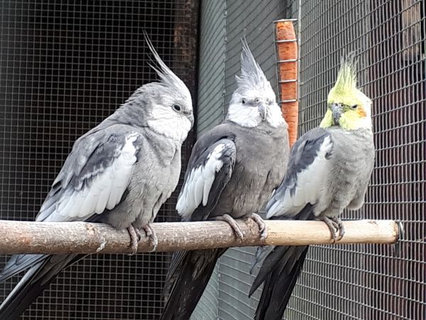 Tierische Begegnungen auf dem Klieversberg