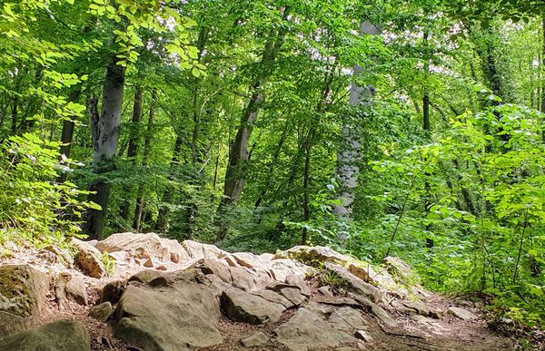 Historische Wälder mit geologischen Wundern