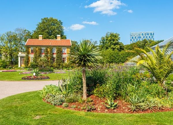 Rosen und Palmen im Stadtgarten