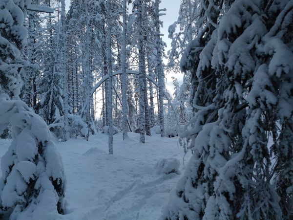 Natur pur im finnischen Nationalpark