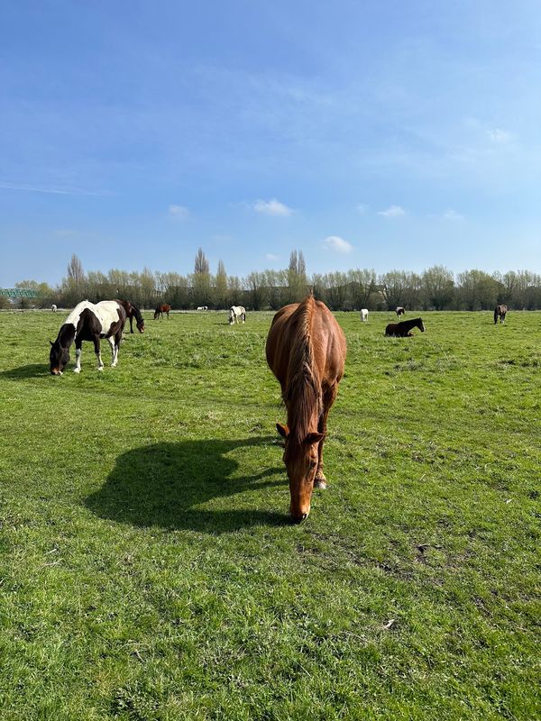 Unberührte Natur nahe der Stadt