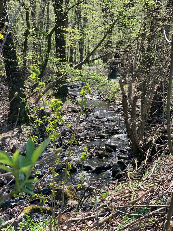 Idyllische Auszeit im Grünen