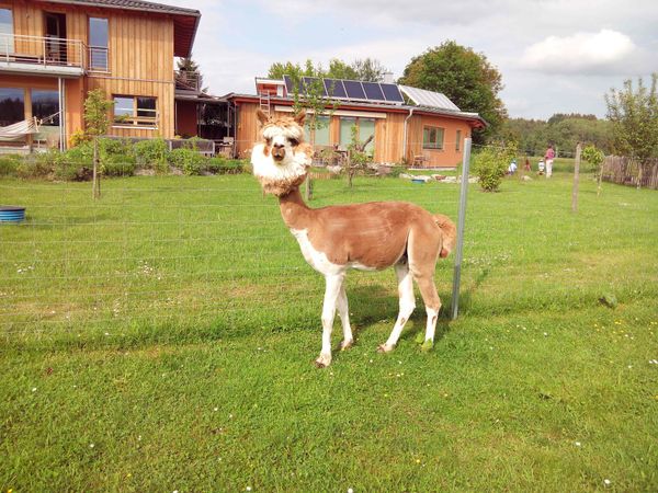 Flauschiges Abenteuer mit Alpakas